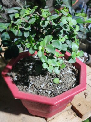 Árbol de la abundancia