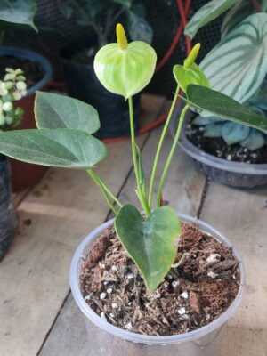 Anturio