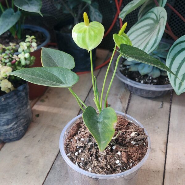 Anturio