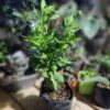 Faucibus Interdum