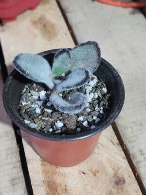 Planta panda