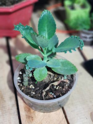 Hojas de bruja