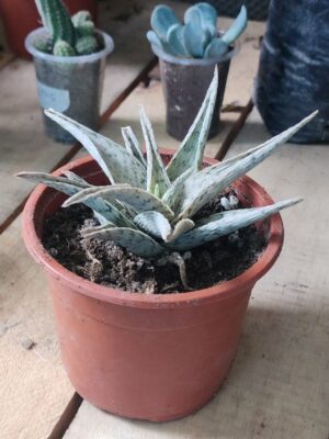 Aloe Tigre