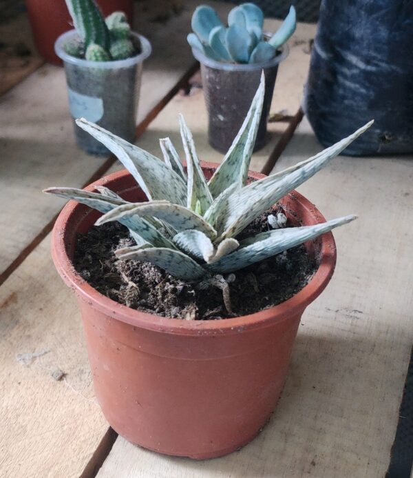2025/09/1000576016-1.jpg Aloe Tigre