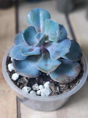 Echeveria "Cubic Frost"