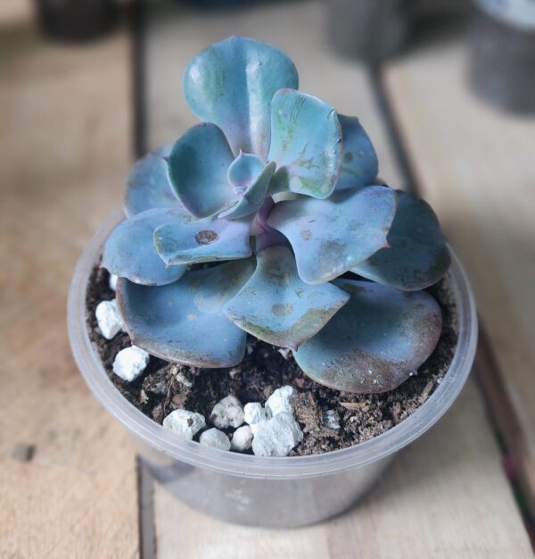 2025/09/1000576053.jpg Echeveria "Cubic Frost"