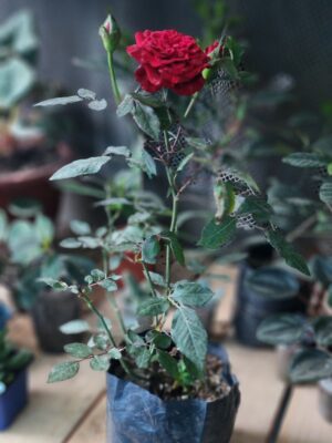 Rosa China