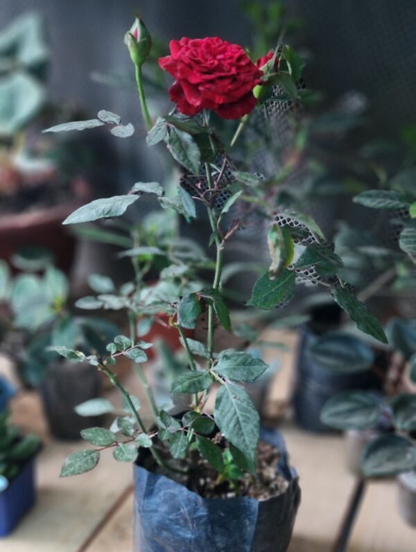 2025/09/1000576055.jpg Rosa China