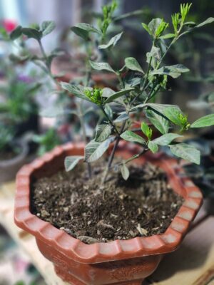 Gardenia