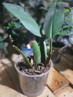 Orquídea mariposa