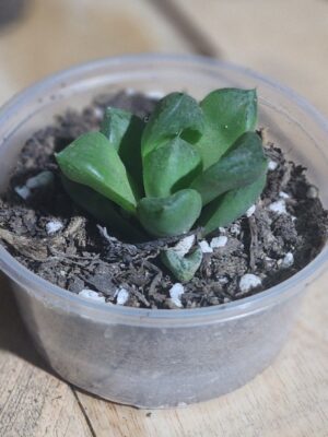 Haworthia cymbiformis