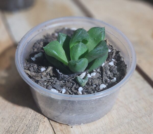 2025/09/1000579895.jpg Haworthia cymbiformis