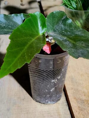 Begonia alas de ángel