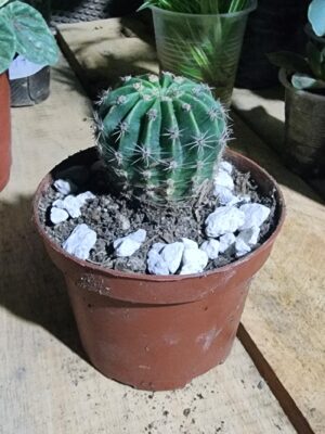 Cacto Erizo Suramericano