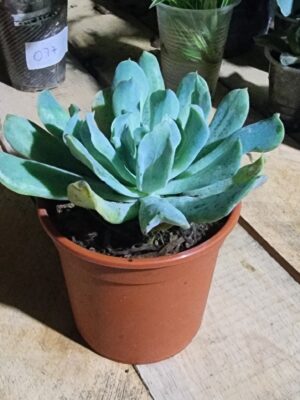 Echeveria runyonii
