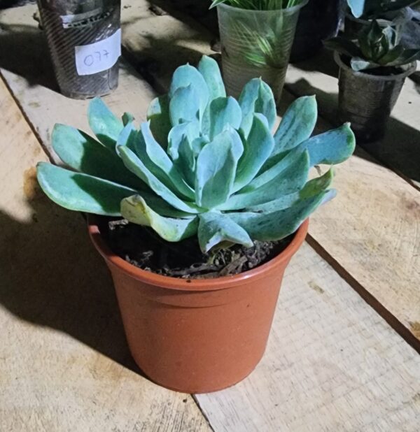 2025/09/1000581787.jpg Echeveria runyonii