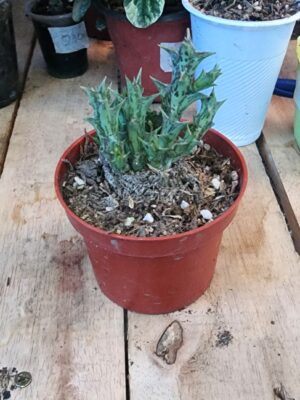 Ceropegia Sulcata