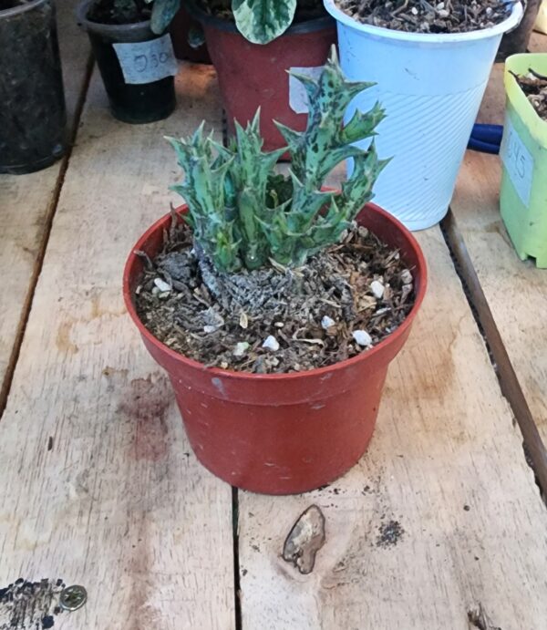 2025/09/1000598946.jpg Ceropegia Sulcata
