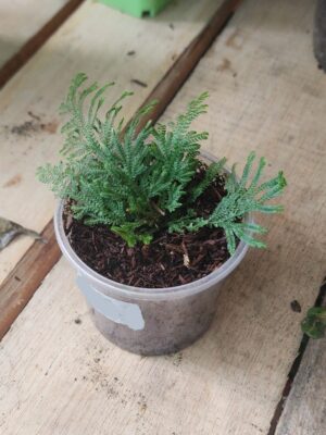 Selaginella Tamariscina