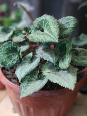Violeta de Persia