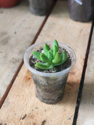 Sedeveria Harry Butterfield