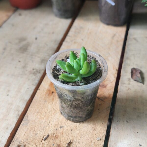 Sedeveria Harry Butterfield