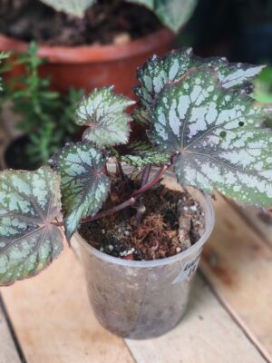 Begonia rex