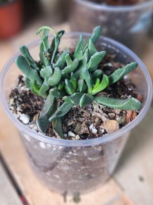 Rhombophyllum nelii