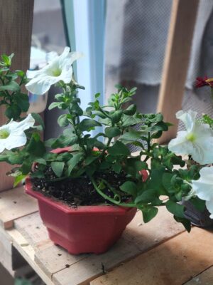 Petunia