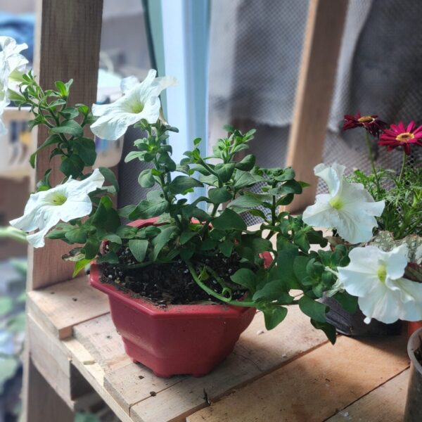 Petunia
