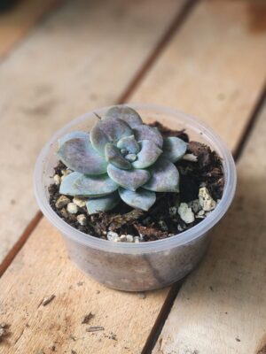 Rosa de Mármol Rosada