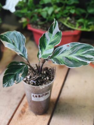 Marantas "Fusion White"