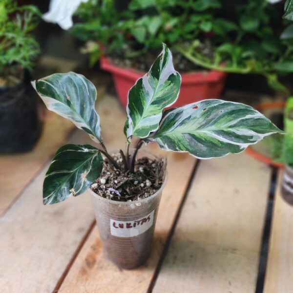 Marantas "Fusion White"