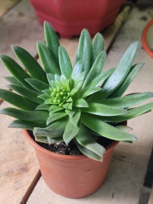 Gongaro flor de piedra