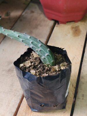 Senecio pendulus
