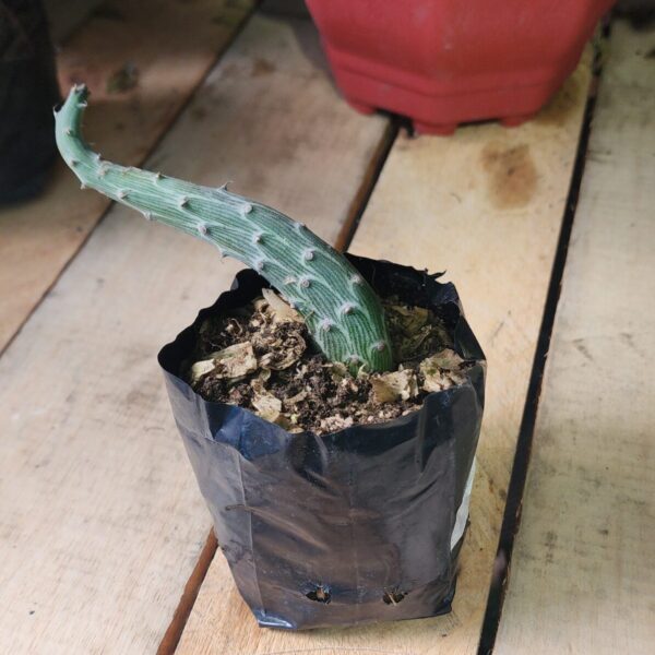 Senecio pendulus