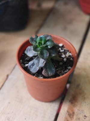 Echeveria Chroma