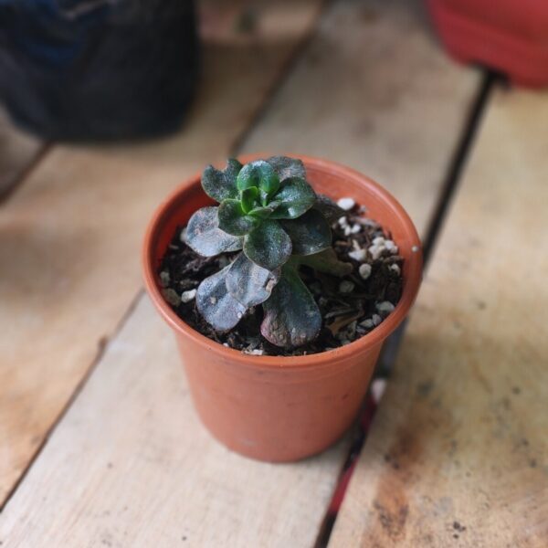 Echeveria Chroma