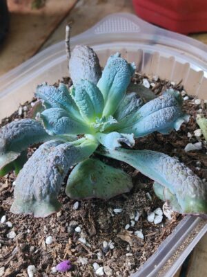 Conchitas "Culibra"