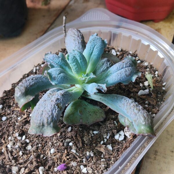 Conchitas "Culibra"