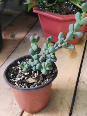 Planta de hielo