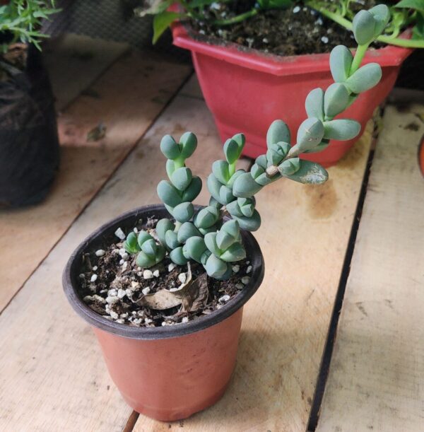 Planta de hielo