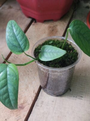Pothos azul de cebú