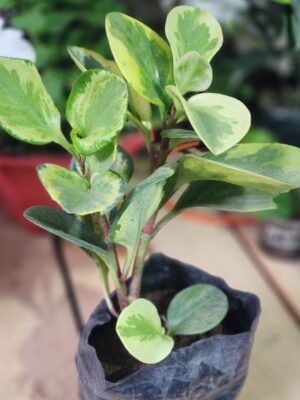 Peperomia obtusifolia "Marble"