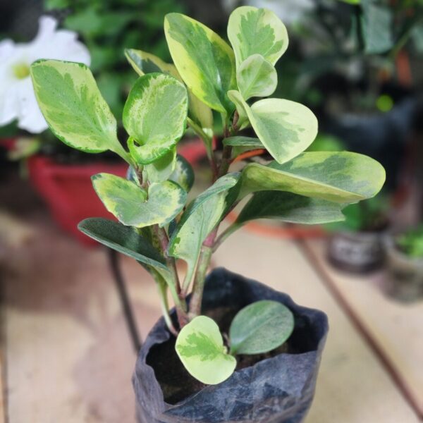 20250827_174228 Peperomia obtusifolia "Marble"