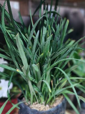 Convalaria
