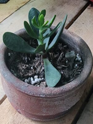 Árbol de jade