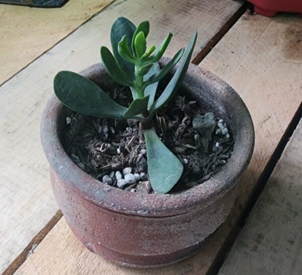 20250827_174525 Árbol de jade