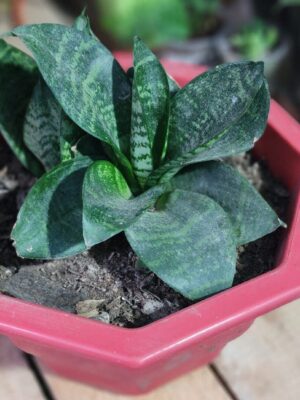 Sansevieria