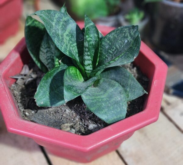 20250827_175503 Sansevieria